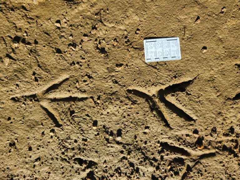 Great Blue Heron tracks,