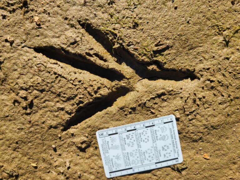 Great Blue Heron track.