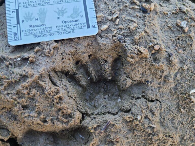 Left front opossum track with left rear pad partly obscured in lower left.