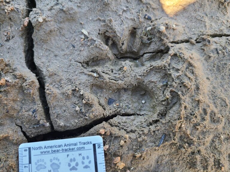 Opossum track, right front and hind.