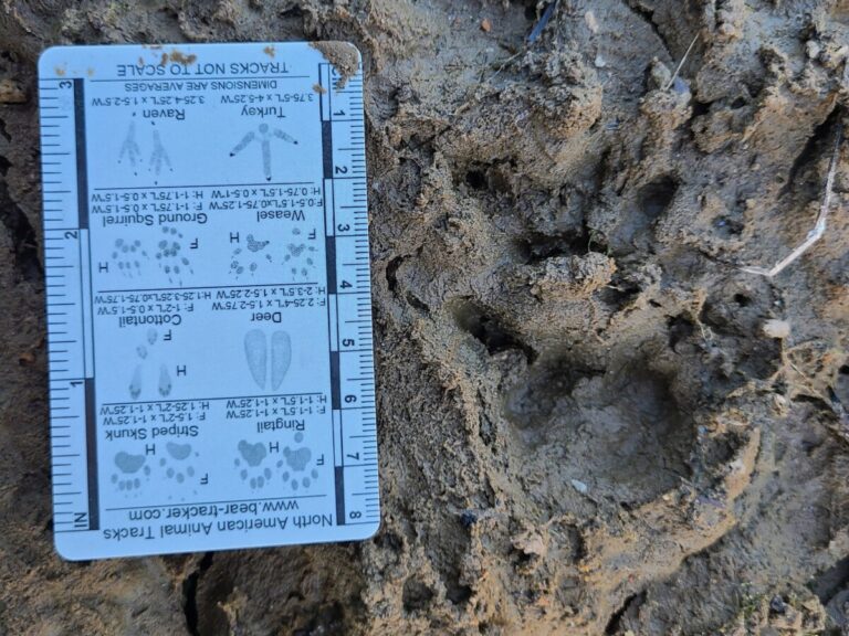 Opossum tracks, right side, front and hind tracks.