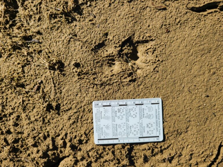 Opossum tracks, right side front and hind. Notice dimple from tip of thumb facing top of image.