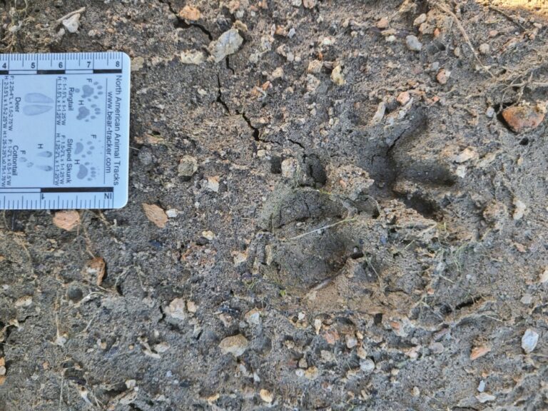 Opossum tracks, front and hind, traveling right, thumb pointing up in image.