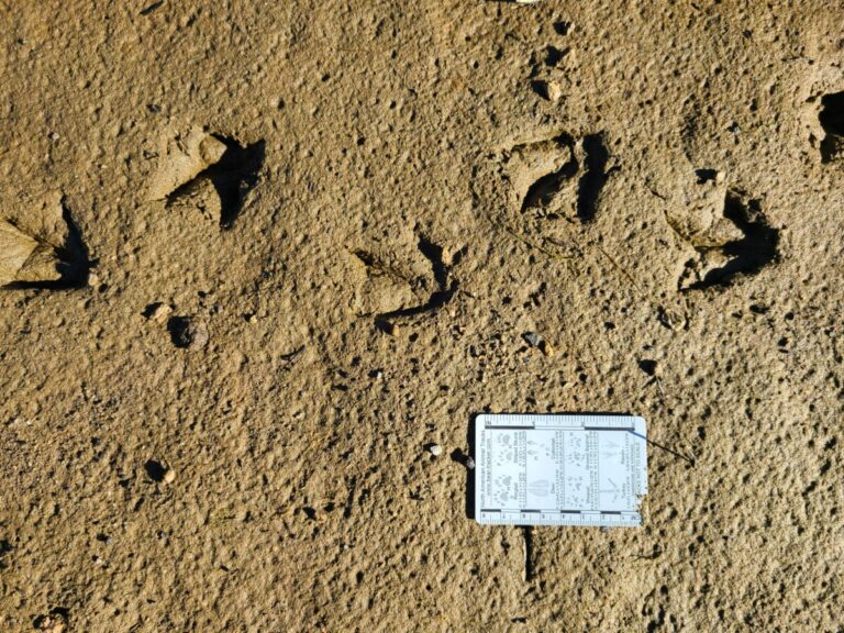 Medium-sized duck tracks.