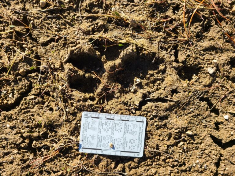 A three-toed dog track?