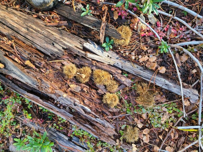 Golden Chiquapin burrs