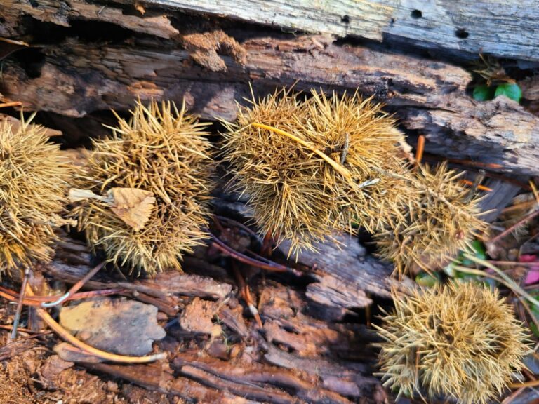 Golden Chiquapin burrs