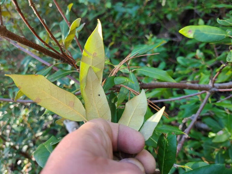 Golden Chiquapin showing "golden" underneath the leaves.