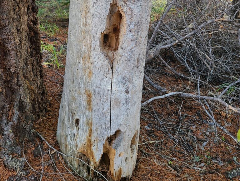 Feeding sign of Pileated Woodpecker in old snag.