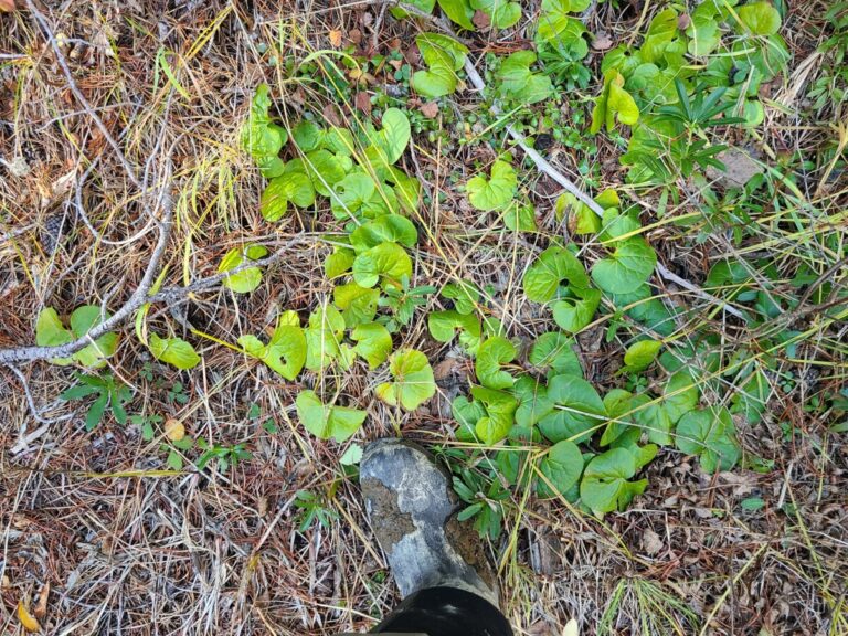 Western Wild Ginger