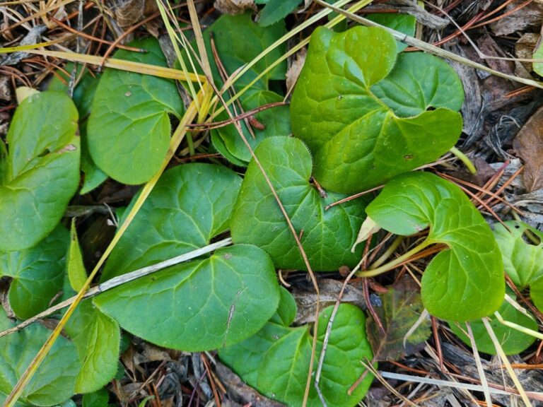 Western Wild Ginger