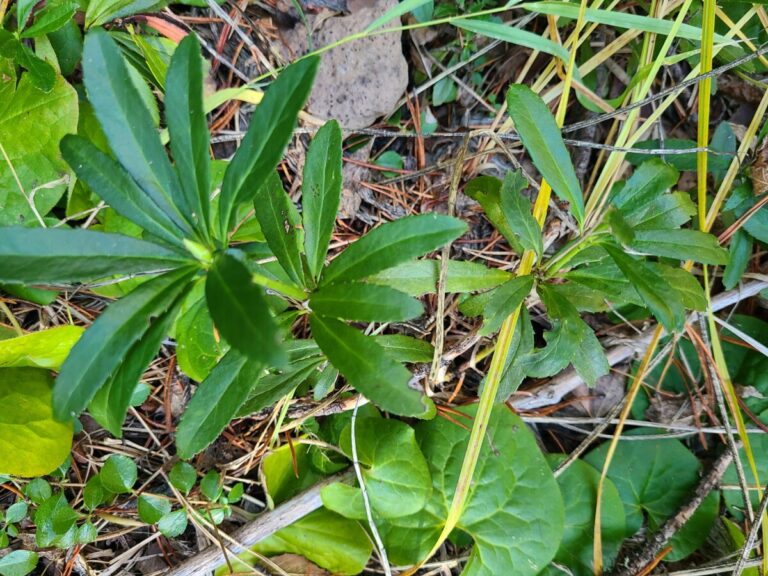 Pipsissewa (Prince's Pine)