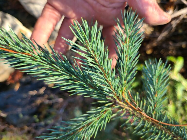 A sprig of Engelmann Spruce