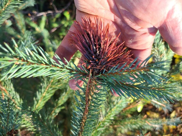 A gall caused by a Spruce Gall Aphid (Genus Adelges), on Engelmann Spruce.