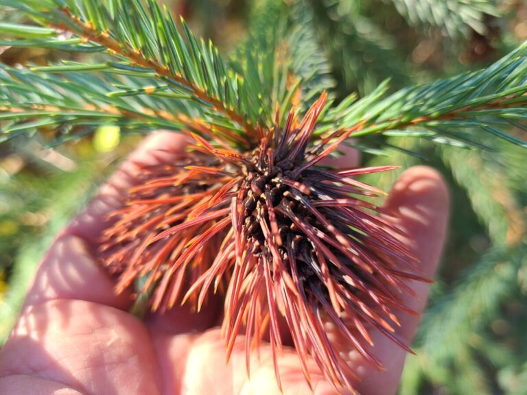 A gall caused by a Spruce Gall Aphid (Genus Adelges), on Engelmann Spruce.