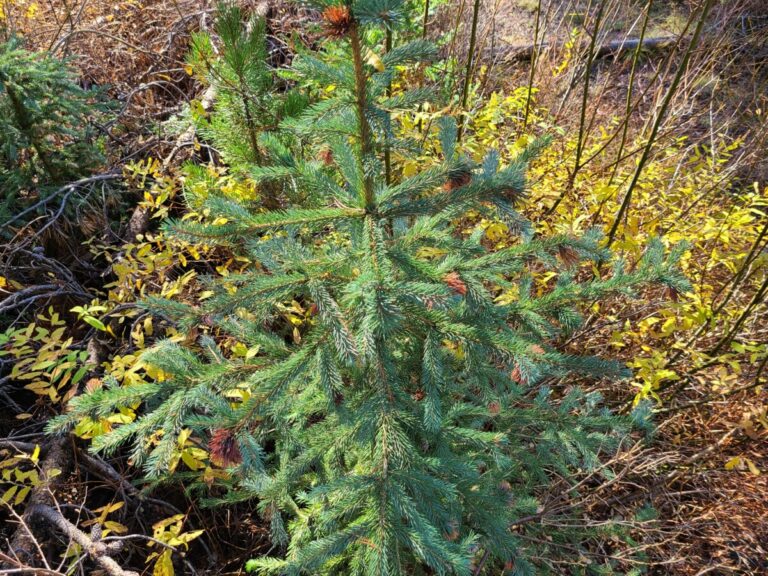 Sapling Engelmann Spruce infected with Spruce Gall Aphid (Adelges sp.)