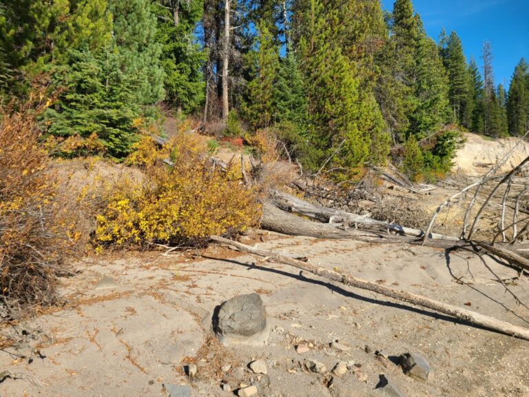 Edge of exposed lake bed showing sandy flats with down dead trees and shrubs on the bank. Grouse and mouse tracks were confined to this zone.