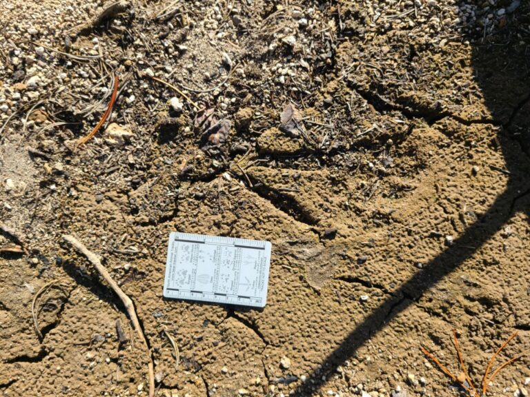 Partly obscured Great Blue Heron track, much of it filled with debris.