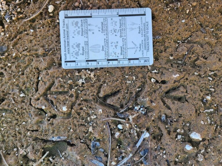 Sandpiper tracks, probably Spotted Sandpiper, showing a bit of debris as well as cracked mud within the track since the track was made (because the bird would not make tracks like these under current substrate conditions).