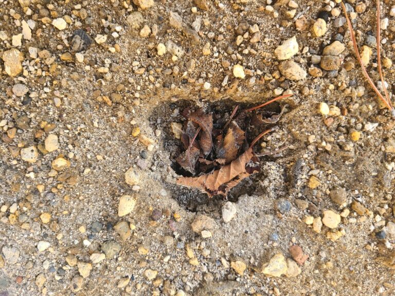 Deer track filled with debris.