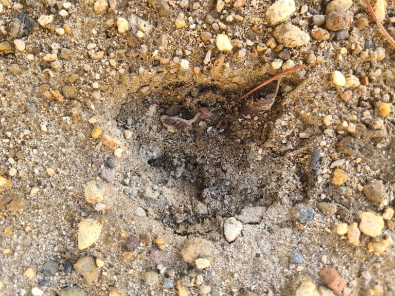 Deer track with most debris removed.