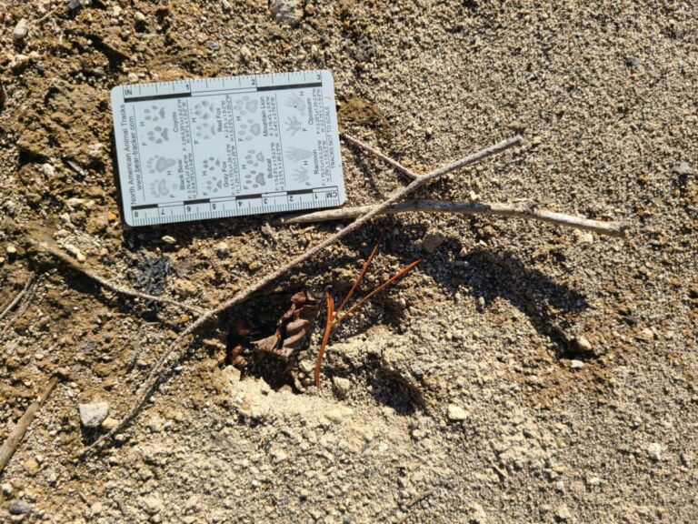 Deer track filled with debris.