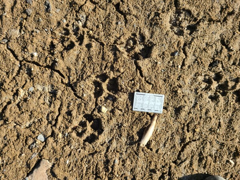 Domestic dog tracks