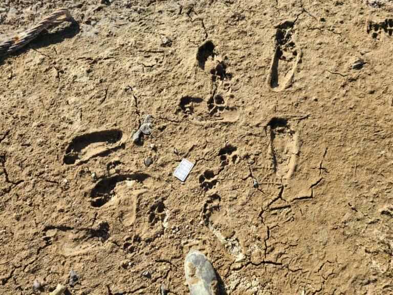 Domestic dog and barefoot human tracks.