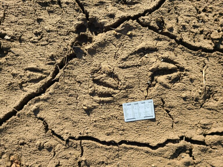 Canada Goose tracks.