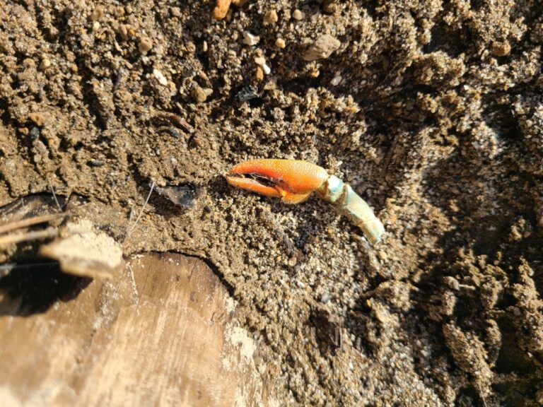 Signal Crayfish pincer arm, possibly scraps from otter foraging, but lots of things like to eat crayfish.