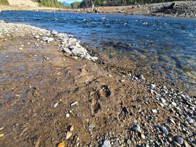 The last tracks before this otter dove into the river.