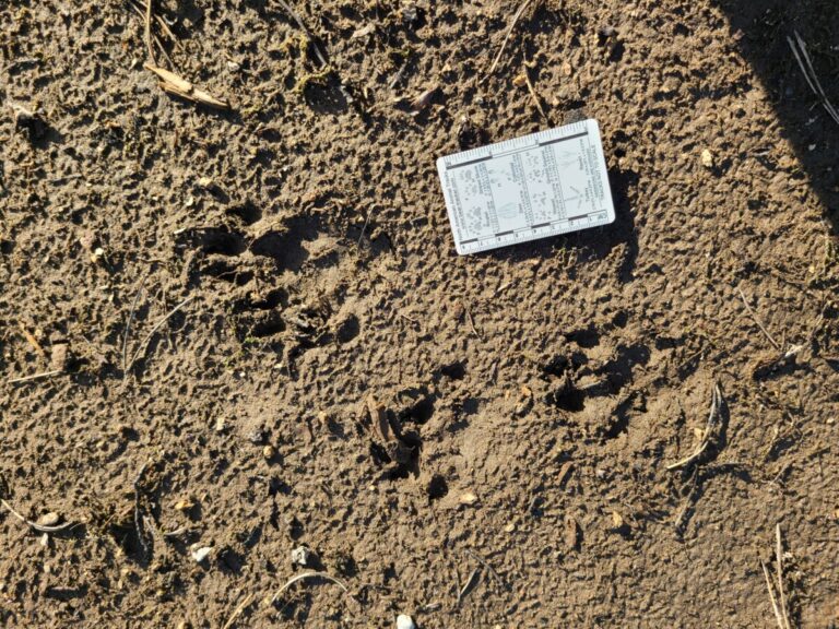 Northern River Otter tracks