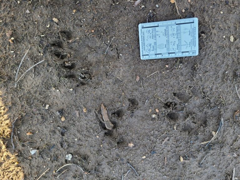 Northern River Otter tracks