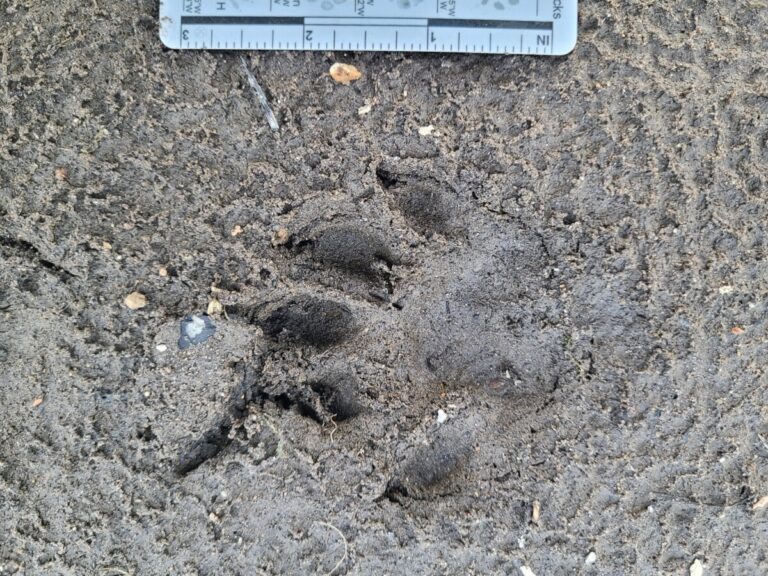 Northern River Otter track