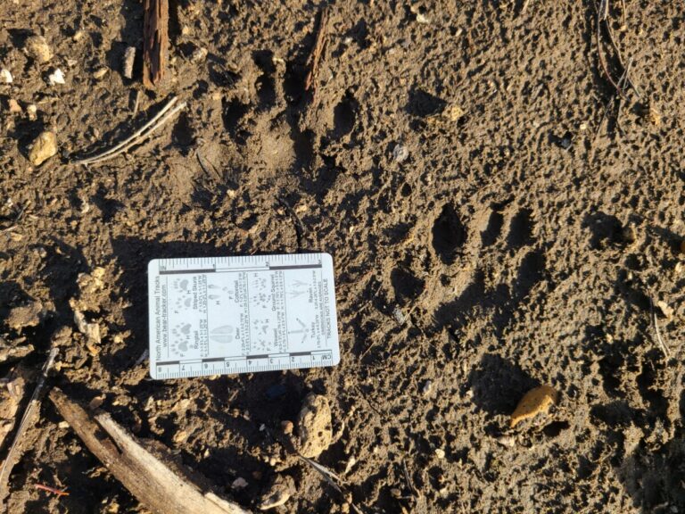 Northern River Otter tracks