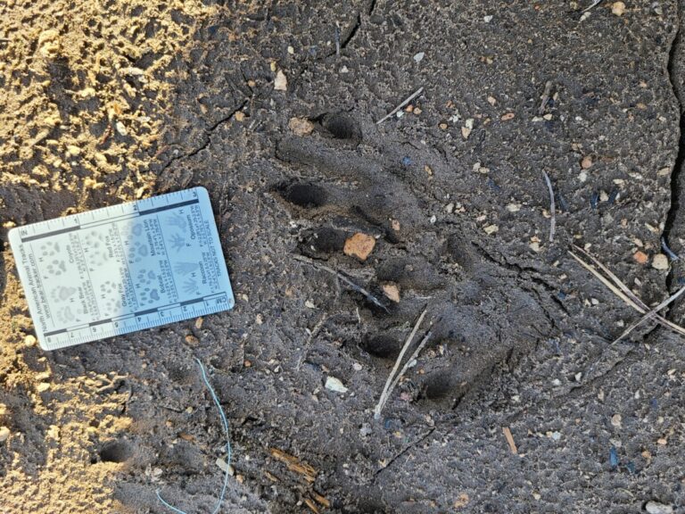 Northern River Otter tracks