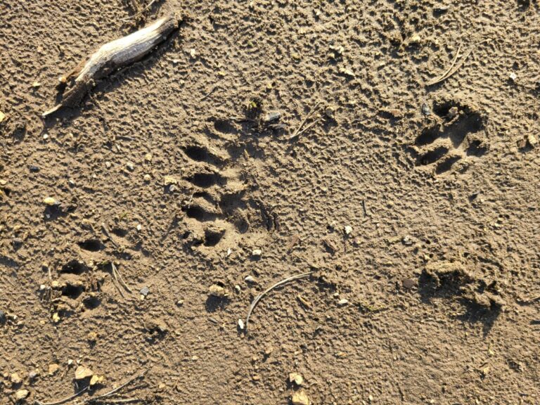 Northern River Otter tracks