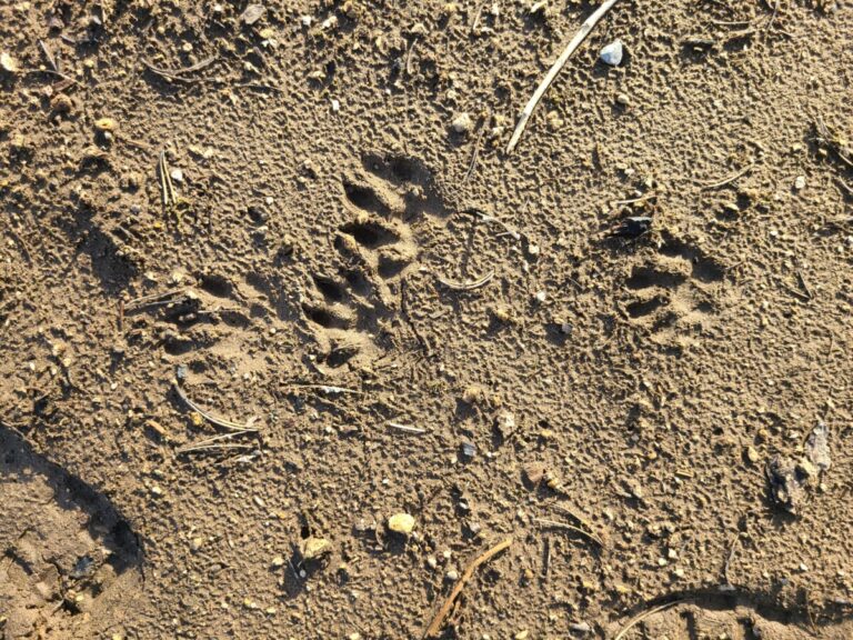 Northern River Otter tracks