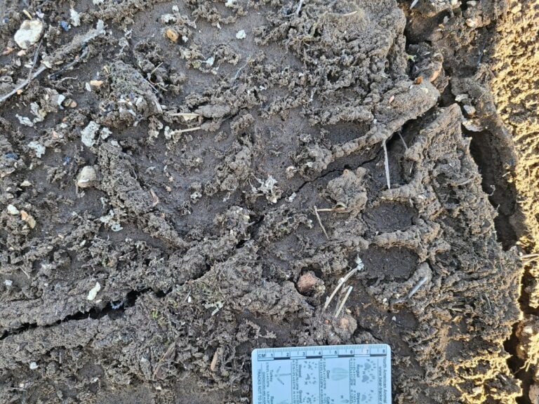 Black Bear track.