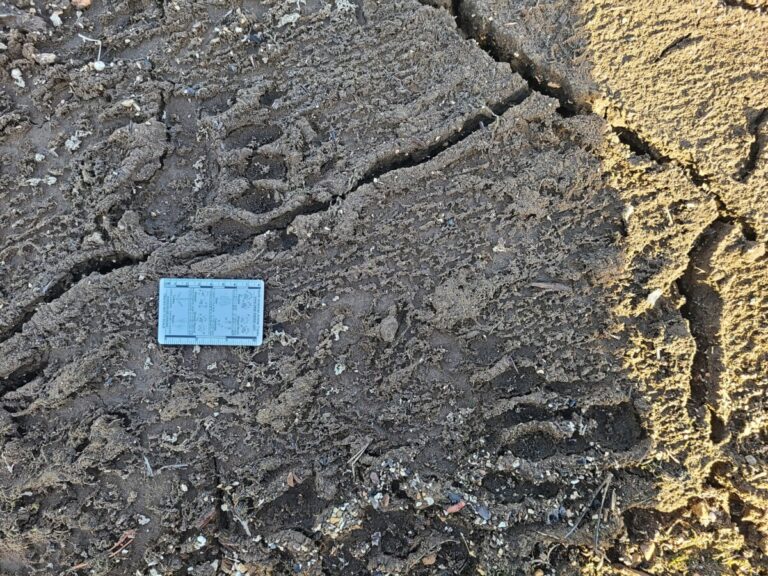 Black Bear tracks.