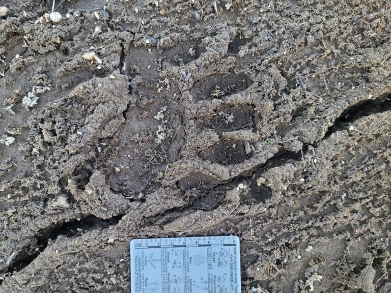 Close-up of Black Bear track.