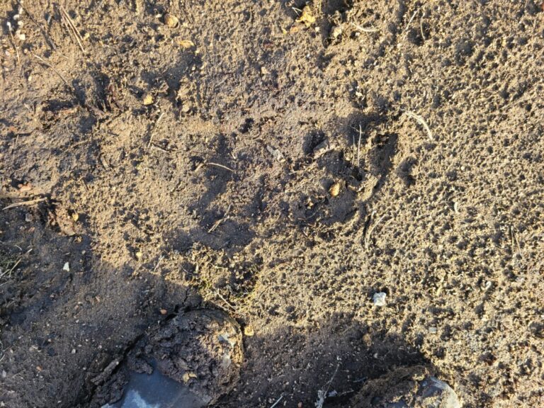 One of the more obliterated sets of tracks along the trail as it neared the water. Perhaps this track was made underwater, which washed it out before the water level lowered to expose it.