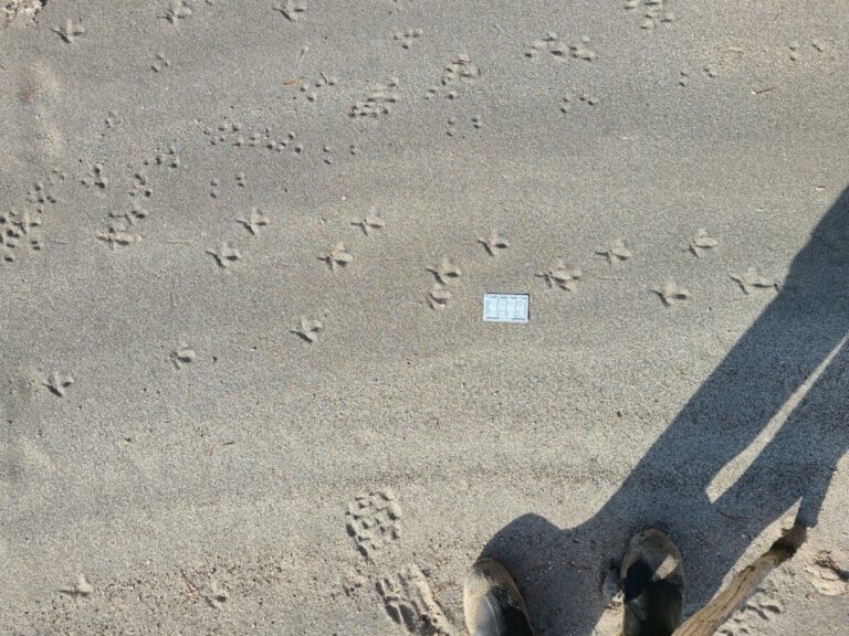 Grouse and mouse tracks.