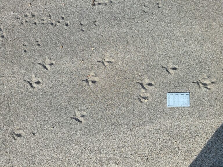 Mouse and grouse tracks.