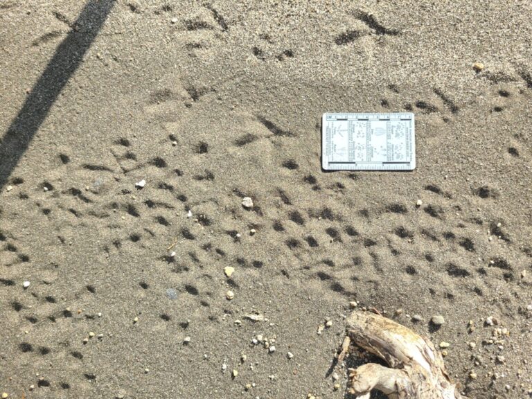 Grouse and mouse tracks.