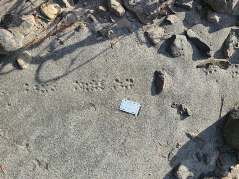 Mouse tracks. It appears the mouse jumped up onto the rock above and to the right of the card to launch itself along its path.