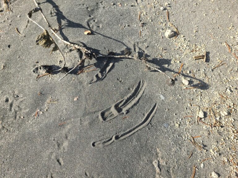 A dead lodgepole pine twig makes its own mark in the sand.