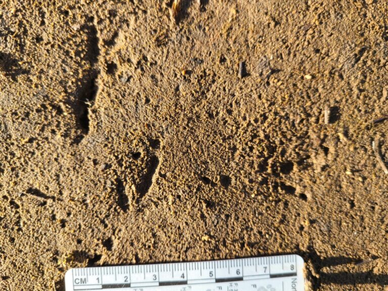 Passerine prints. In the drier substrate, the rear toe (#1) dhows up as a dot and the claw as a smaller dot just behind it.