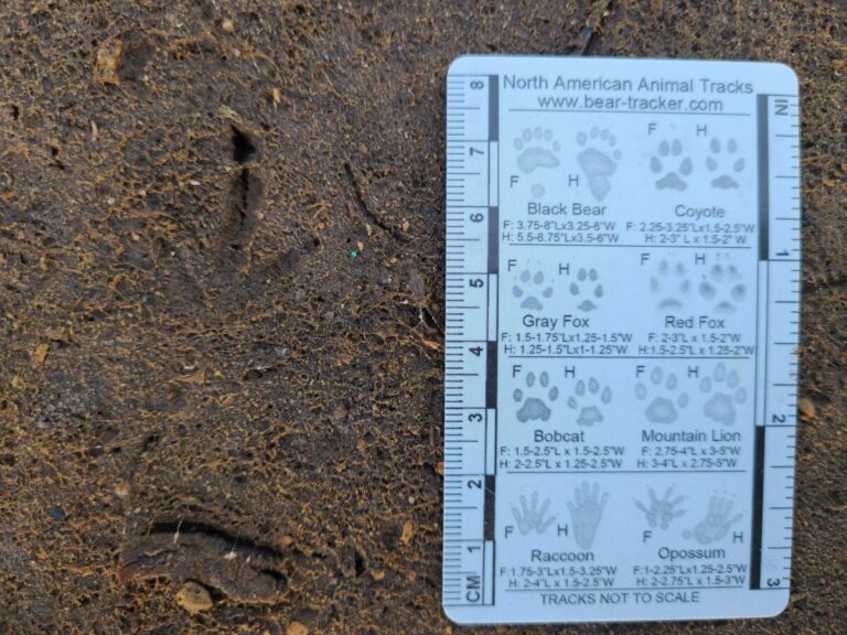 Passerine prints. In the drier substrate, the rear toe (#1) dhows up as a dot and the claw as a smaller dot just behind it.