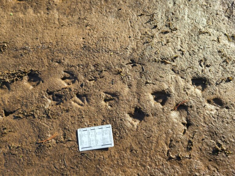 Small duck tracks, probably Green-winged Teal. Passerine tracks just above the duck tracks.